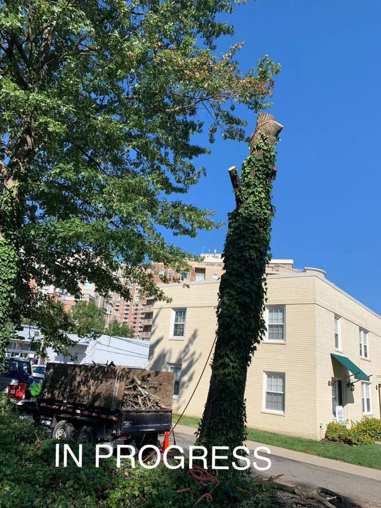 Local yard maintenance for beautiful yards across Falls Church, VA - Michael’s Services