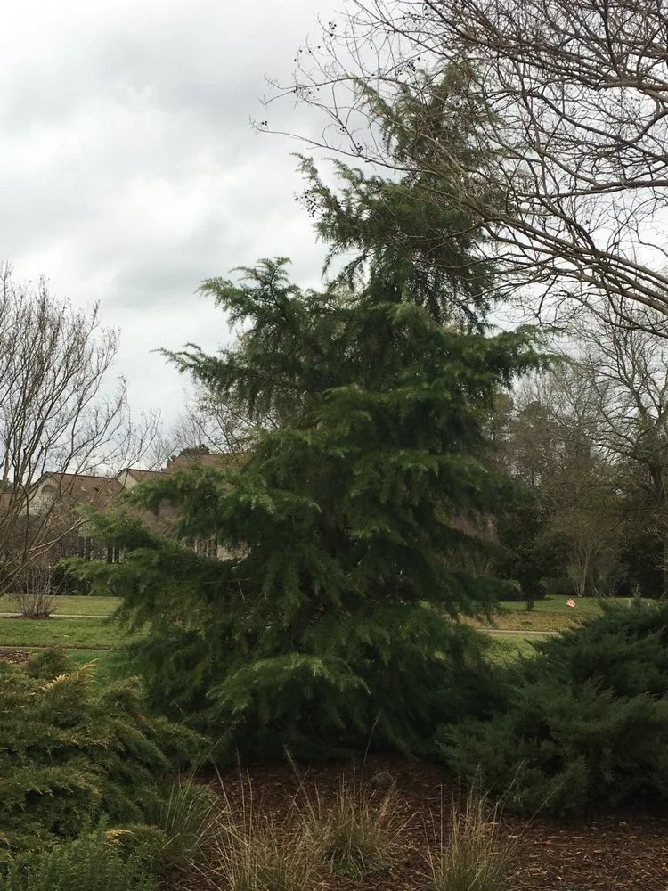 Professional landscape installation in Durham, NC - Michael's Tree & Landscape Service