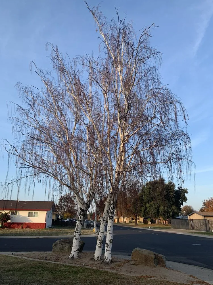 Professional yard cleanup service experts serving Lathrop, CA - Michaels Tree Service and Landscaping