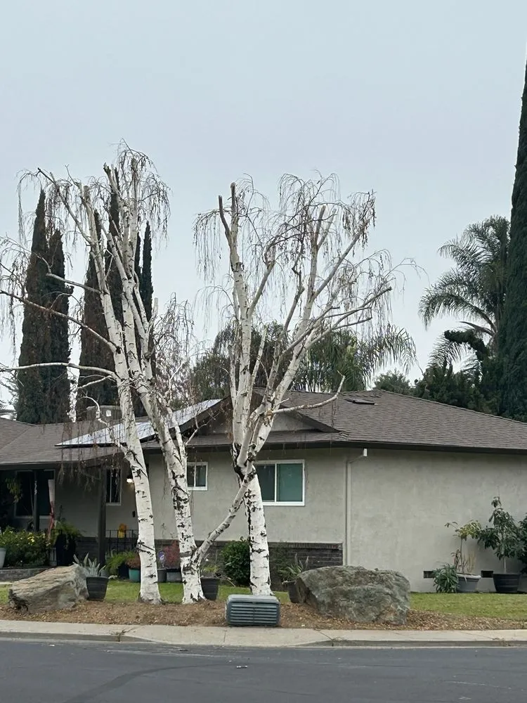 Affordable landscape installation for year-round maintenance in Lathrop, CA by Michaels Tree Service and Landscaping