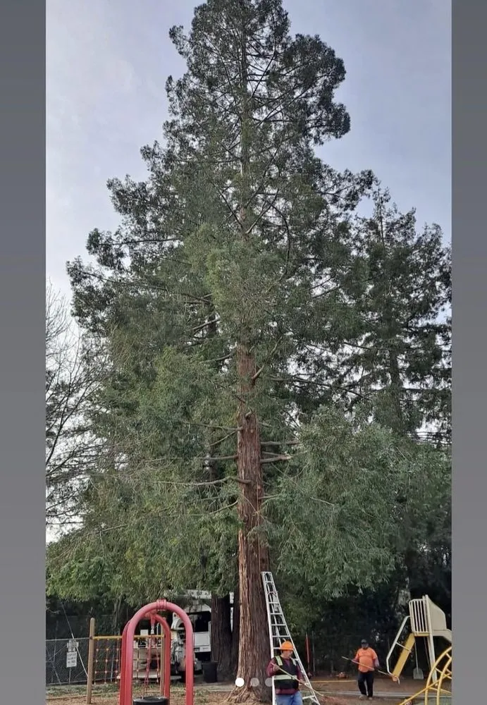 Professional yard cleanup service for beautiful yards across Lathrop, CA - Michaels Tree Service and Landscaping