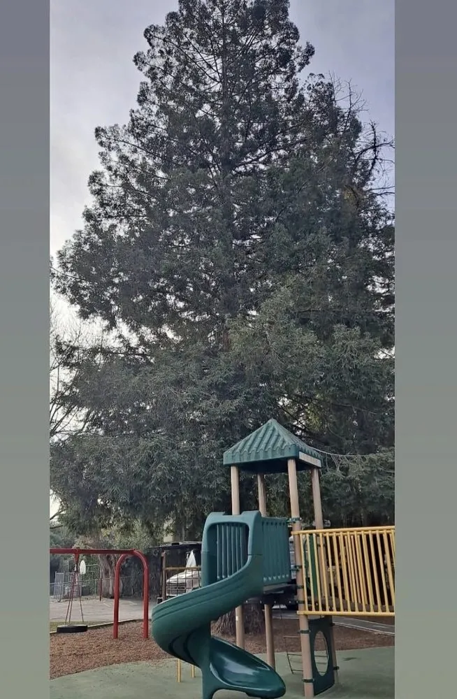 Affordable landscape design with custom design across Lathrop, CA - Michaels Tree Service and Landscaping