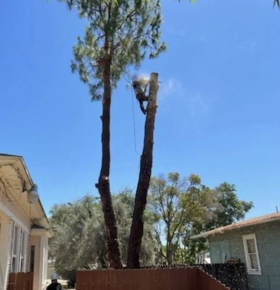 Professional yard maintenance experts serving Lathrop, CA - Michaels Tree Service and Landscaping