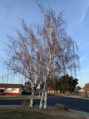 Michaels Tree Service and Landscaping