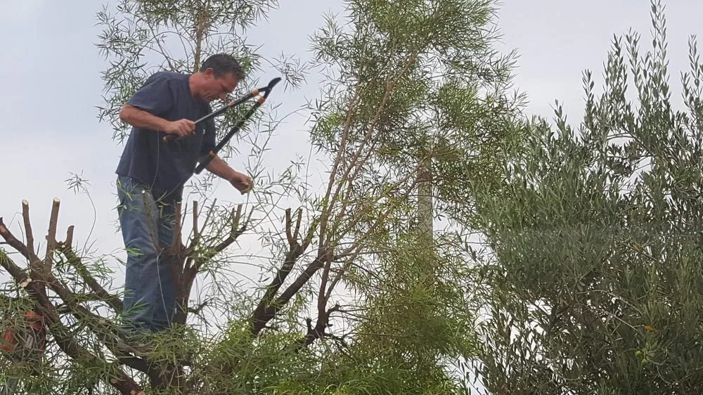 Affordable lawn care service in Beaumont, CA - Michael's Tree Service