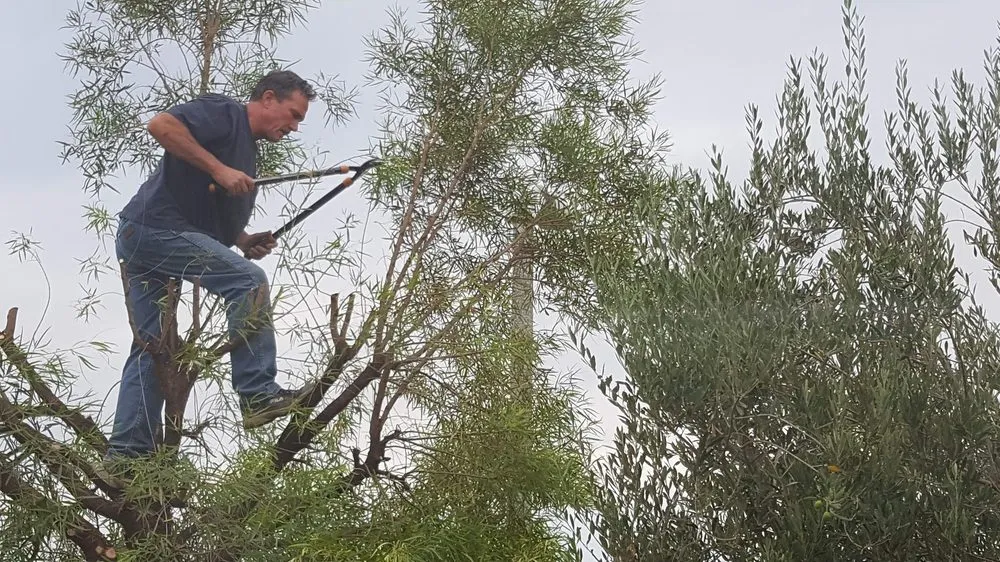 Reliable outdoor landscaping for outdoor upgrades across Beaumont, CA - Michael's Tree Service