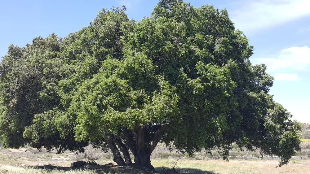 Custom lawn mowing service in Beaumont, CA by Michael's Tree Service