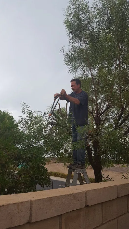 Local residential landscaping for year-round maintenance in Beaumont, CA by Michael's Tree Service