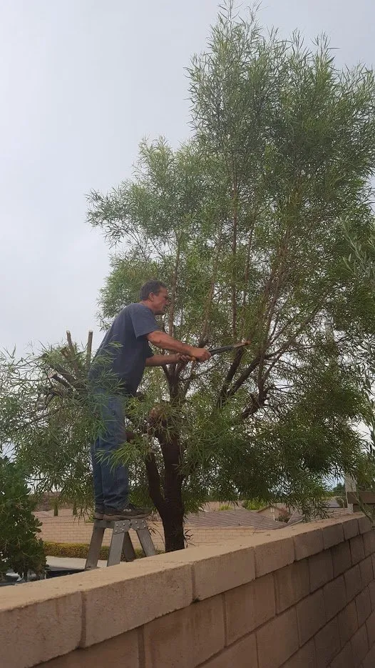 Professional landscape installation experts serving Beaumont, CA - Michael's Tree Service
