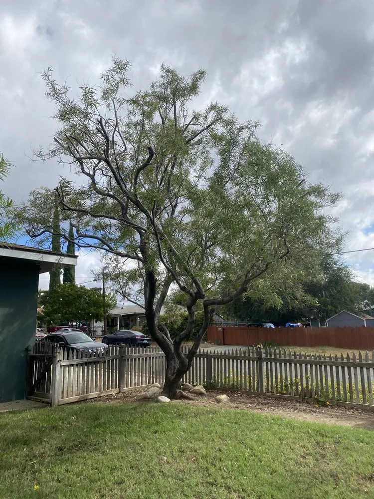 Professional landscape installation with custom design across Beaumont, CA - Michael's Tree Service