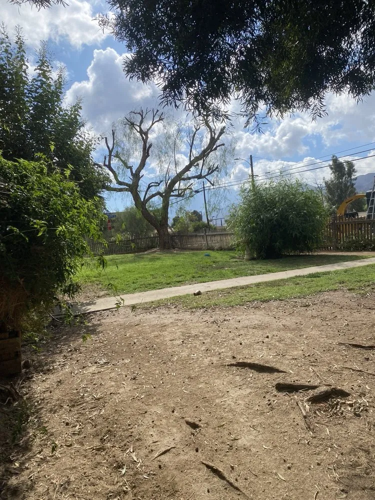 Expert yard maintenance in Beaumont, CA - Michael's Tree Service