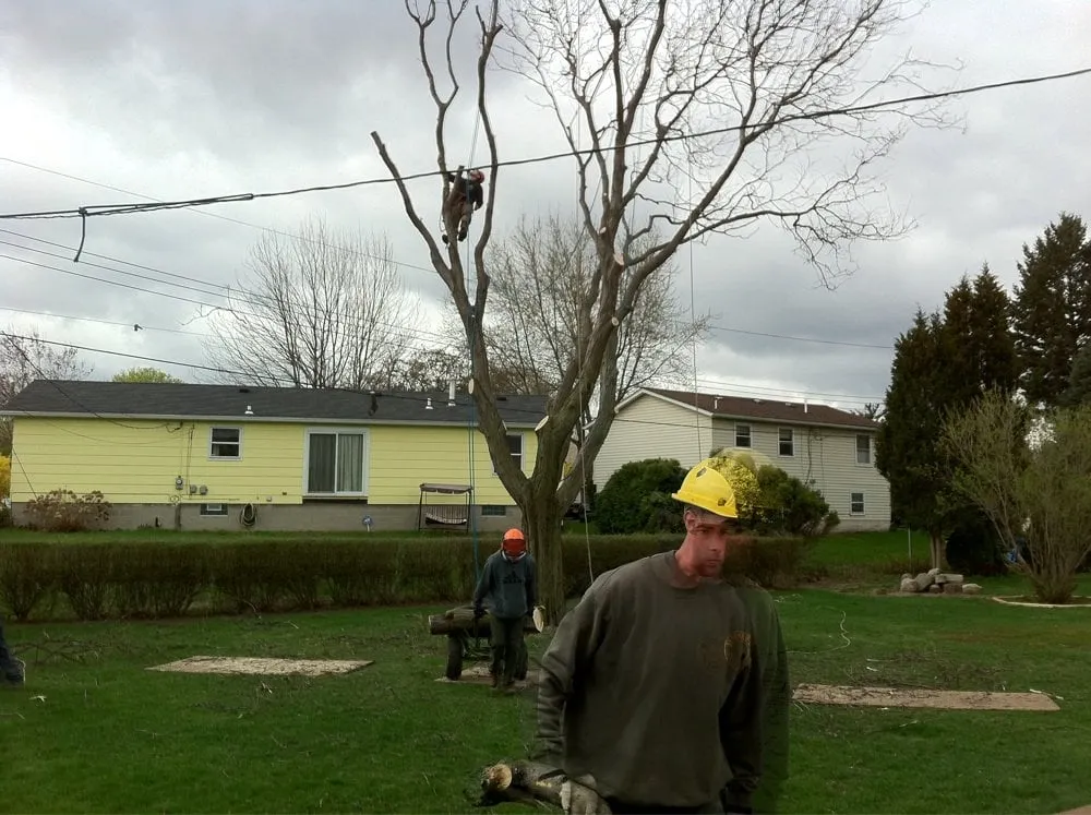 Trusted yard cleanup service experts serving Spencerport, NY - Michael's Tree Service