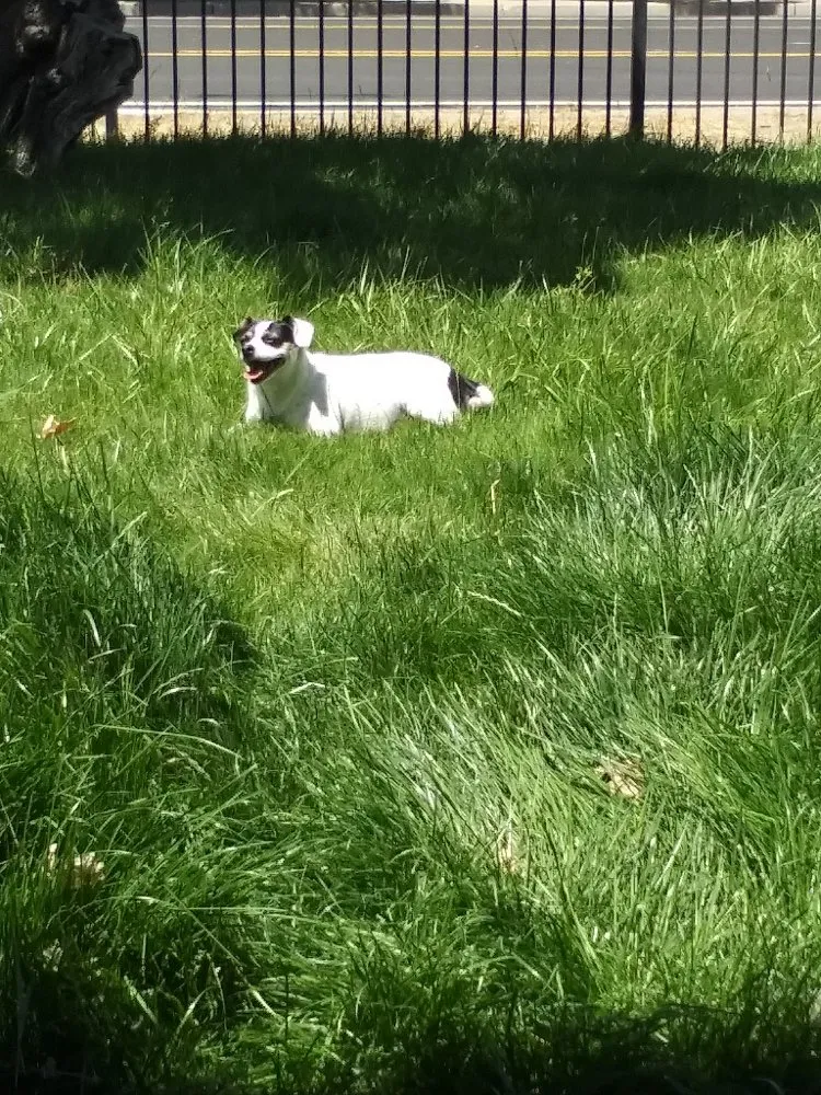 Reliable landscaping services in Carson City, NV - Michele's Landscaping Services