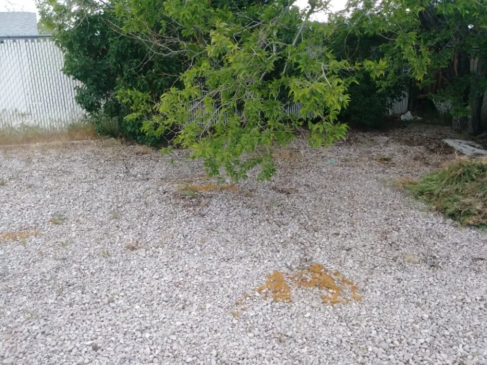 Local yard cleanup service for outdoor upgrades in Carson City, NV by Michele's Landscaping Services