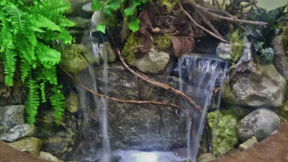 Local yard cleanup service experts serving Taylor, MI - Michigan Pond and Plant