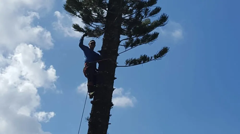 Local outdoor landscaping in Margate, FL - Michoacan Property Maintenance