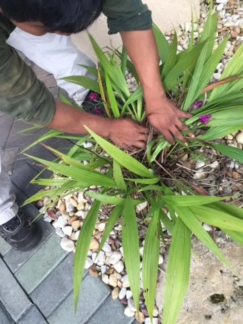 Top-rated yard maintenance for residential properties across Margate, FL - Michoacan Property Maintenance