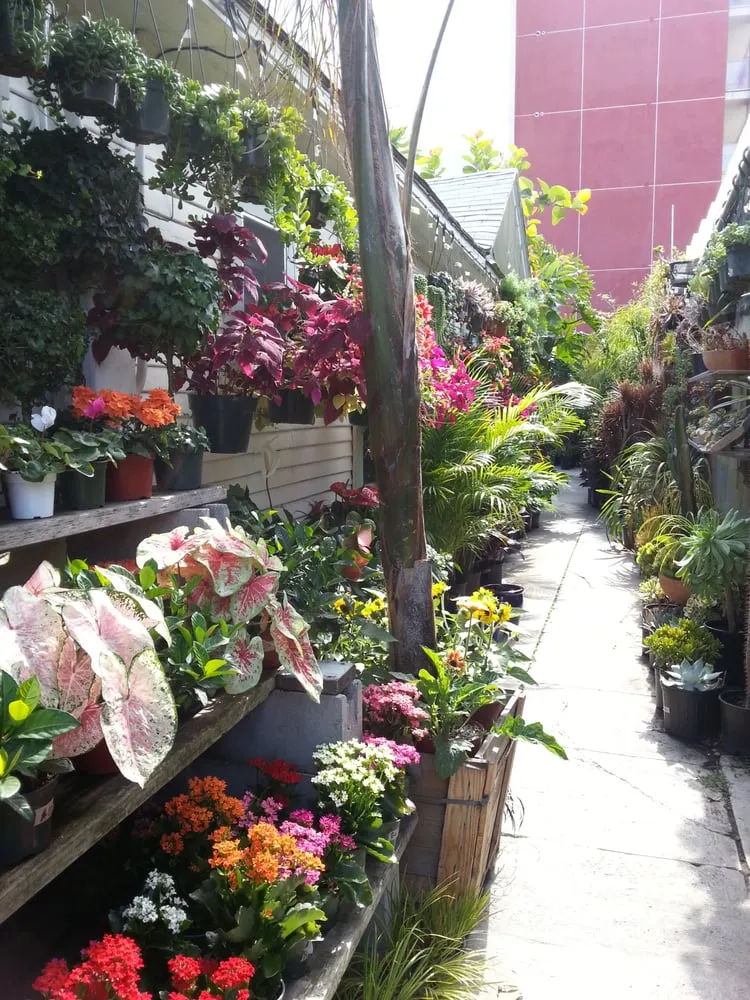 Professional outdoor landscaping experts serving Los Angeles, CA - Mickey Hargitay Plants