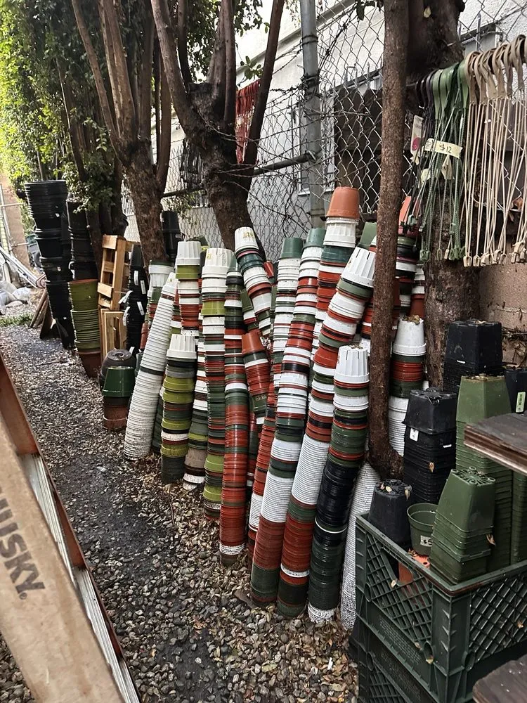 Local yard cleanup service in Los Angeles, CA - Mickey Hargitay Plants