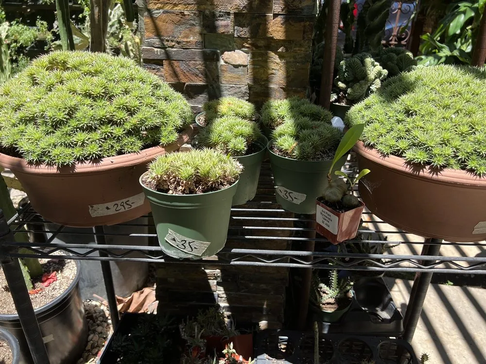 Custom landscaping services for year-round maintenance across Los Angeles, CA - Mickey Hargitay Plants