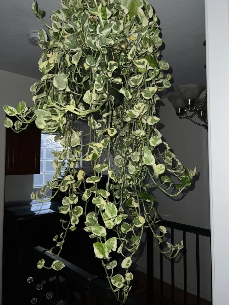 Top-rated landscape installation in Los Angeles, CA by Mickey Hargitay Plants