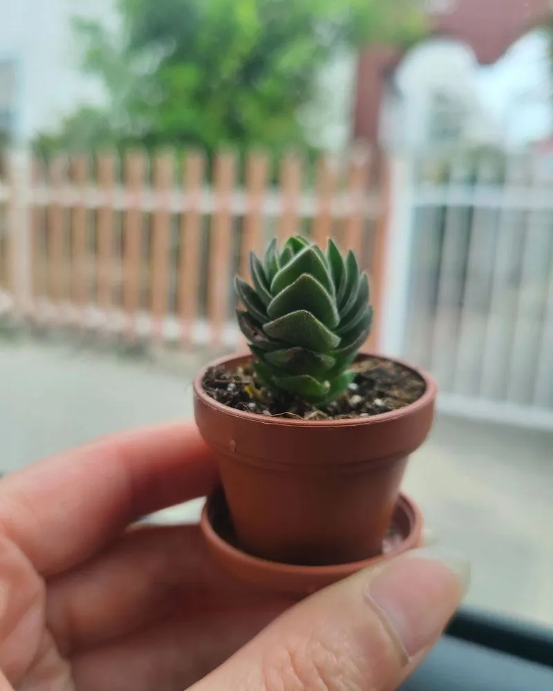 Affordable landscape design in Los Angeles, CA - Mickey Hargitay Plants