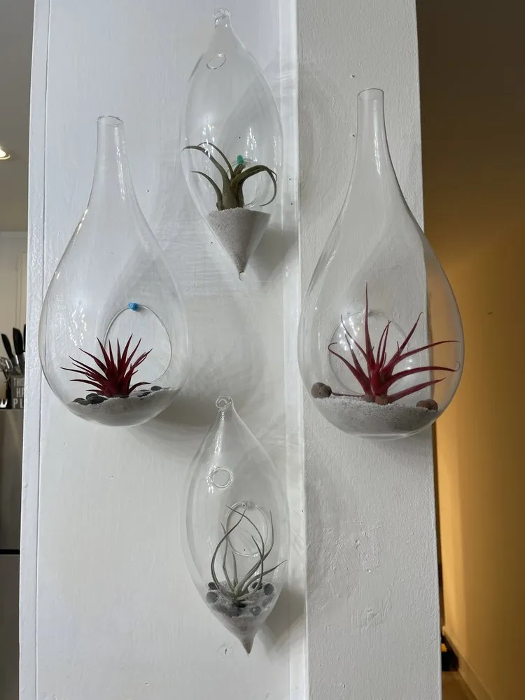 Trusted landscape installation in Los Angeles, CA by Mickey Hargitay Plants