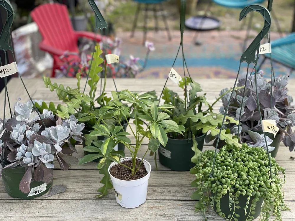 Reliable outdoor landscaping experts serving Los Angeles, CA - Mickey Hargitay Plants