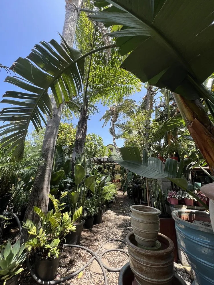 Custom garden landscaping for homes in Los Angeles, CA by Mickey Hargitay Plants