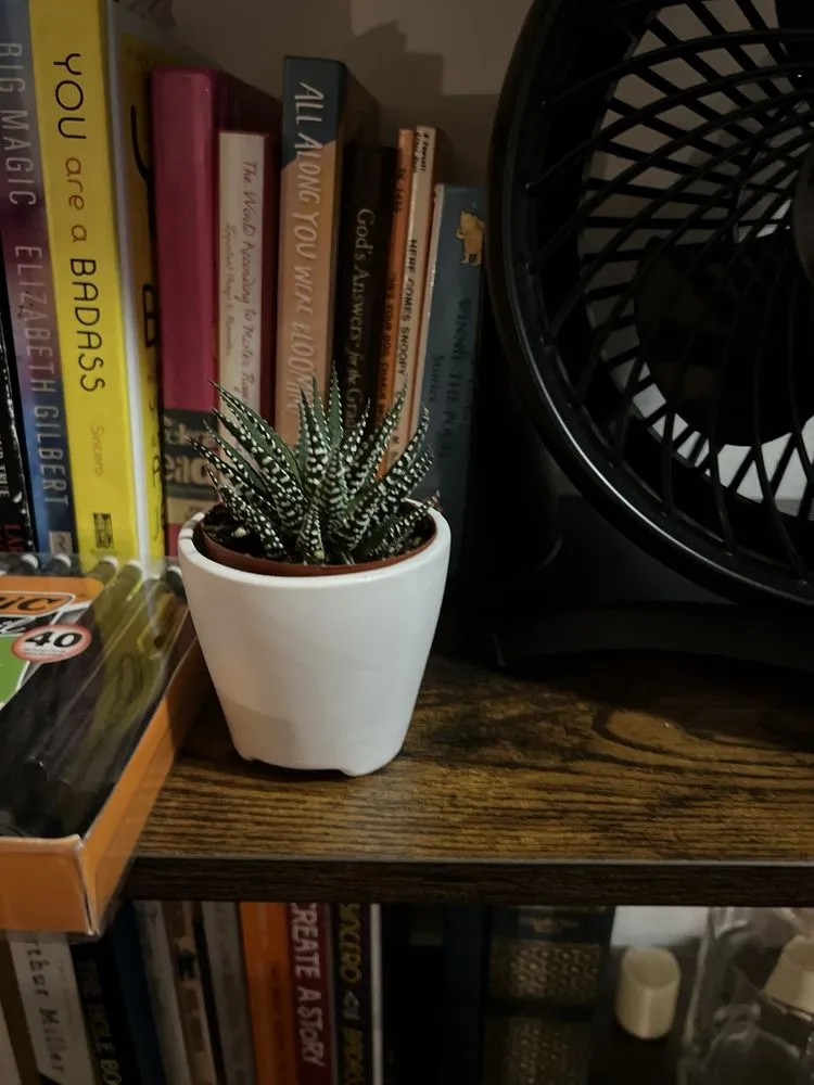 Local yard maintenance near you across Los Angeles, CA - Mickey Hargitay Plants