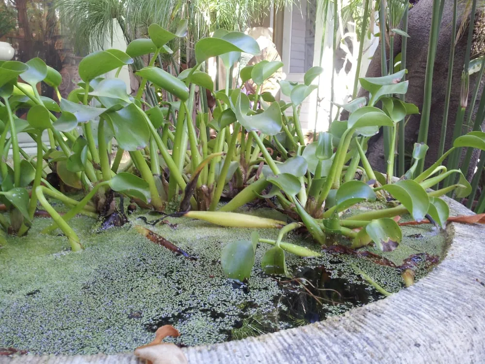 Top-rated residential landscaping near you in Los Angeles, CA by Mickey Hargitay Plants