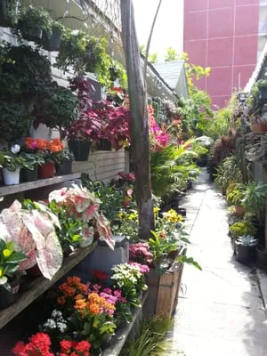 Mickey Hargitay Plants Logo