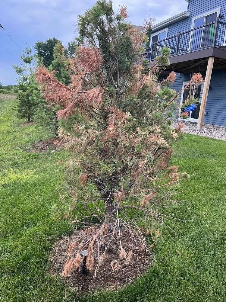 Professional residential landscaping in Ham Lake, MN - Mickman Brothers