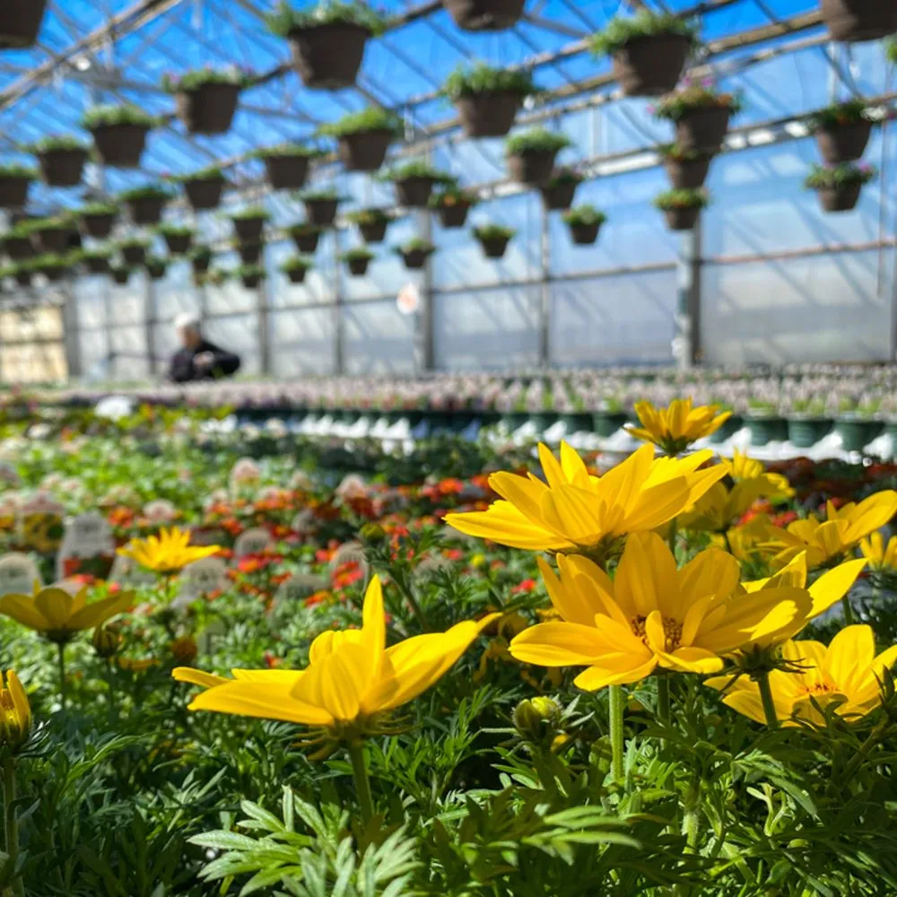 Affordable yard cleanup service in Ham Lake, MN by Mickman Brothers