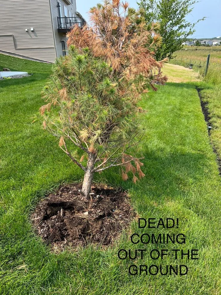 Expert lawn mowing service experts serving Ham Lake, MN - Mickman Brothers