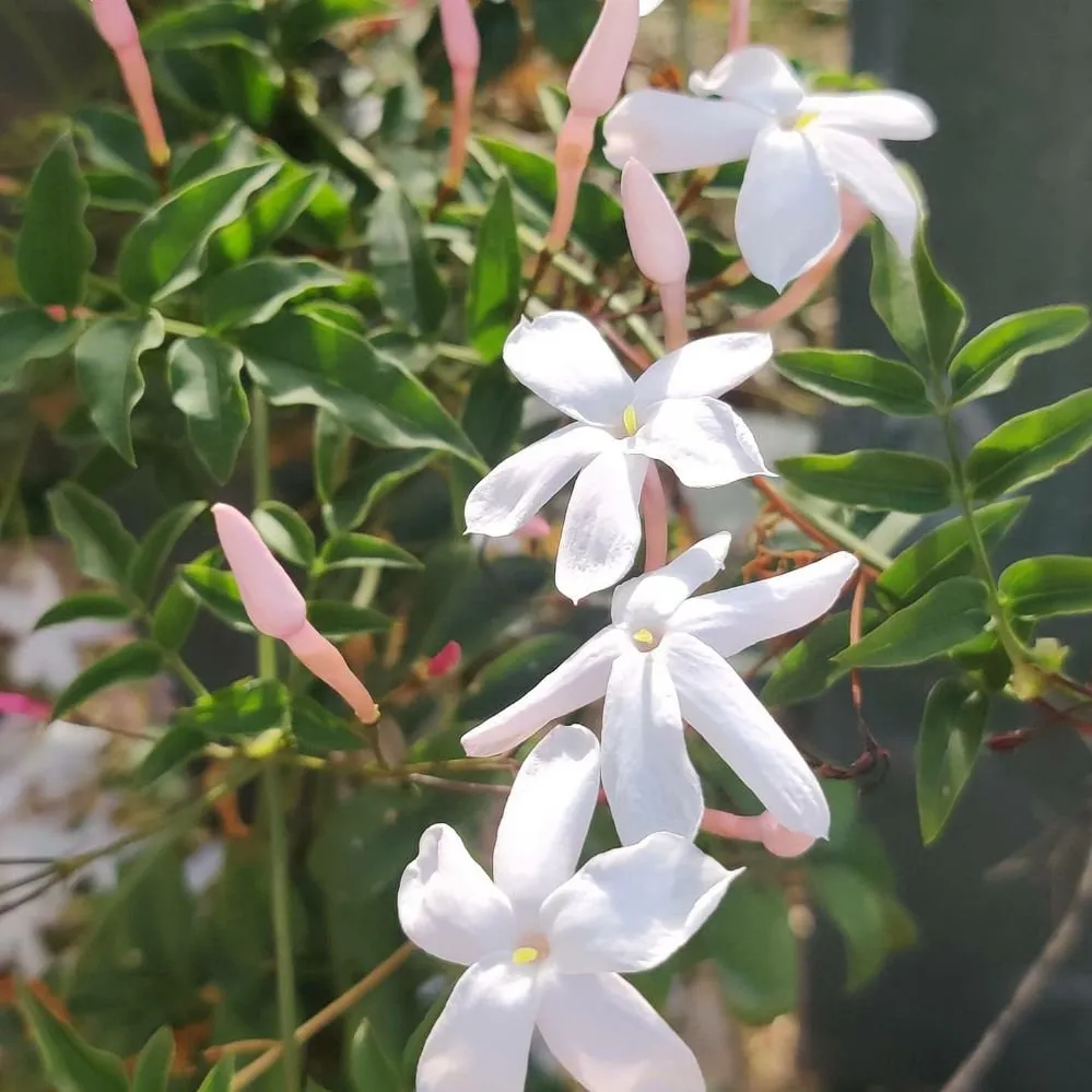 Local lawn care service near you across Tucson, AZ - Microcosm Landscaping