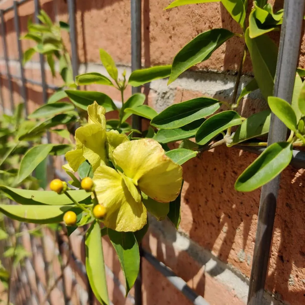 Custom garden landscaping for homes in Tucson, AZ by Microcosm Landscaping