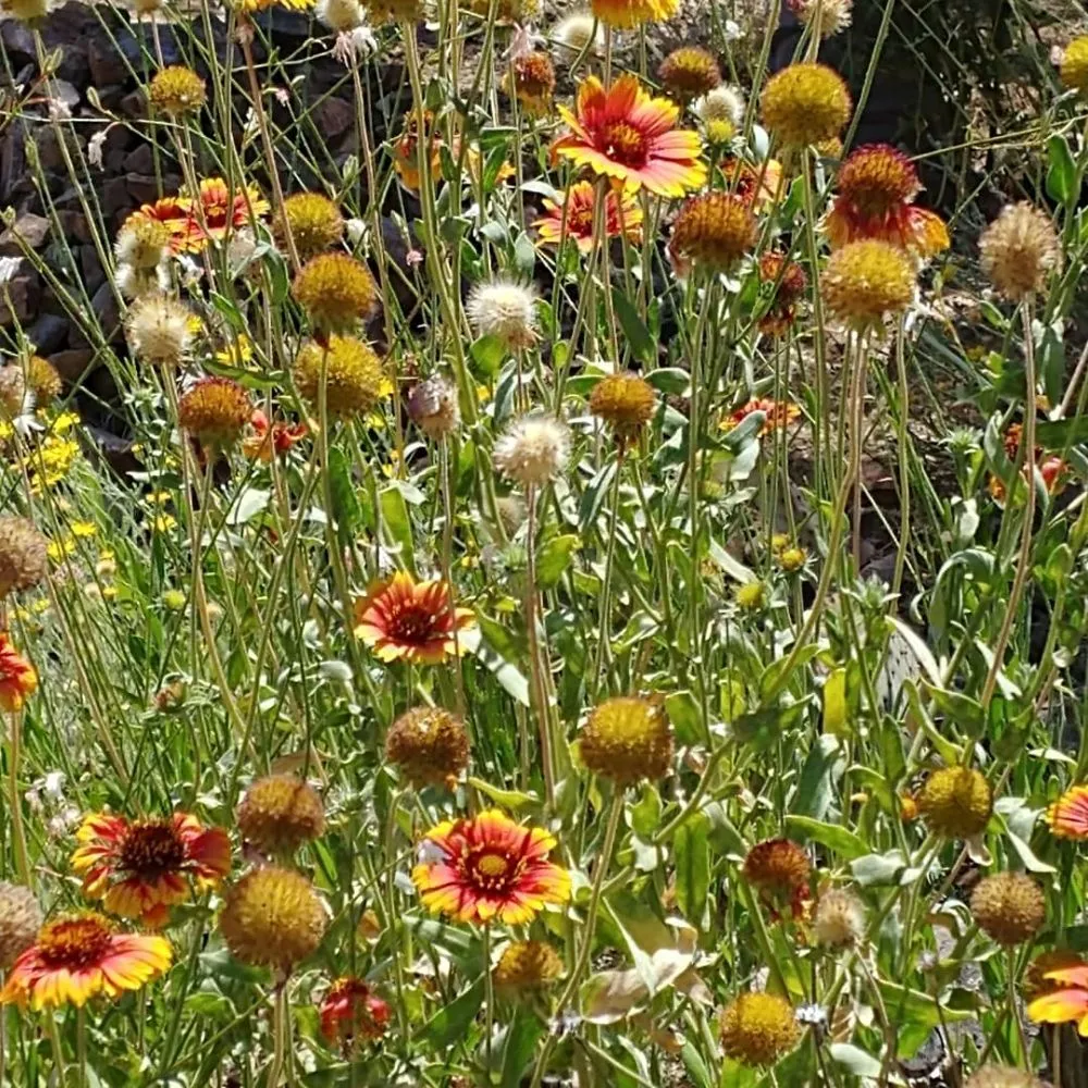 Top-rated lawn care service experts serving Tucson, AZ - Microcosm Landscaping