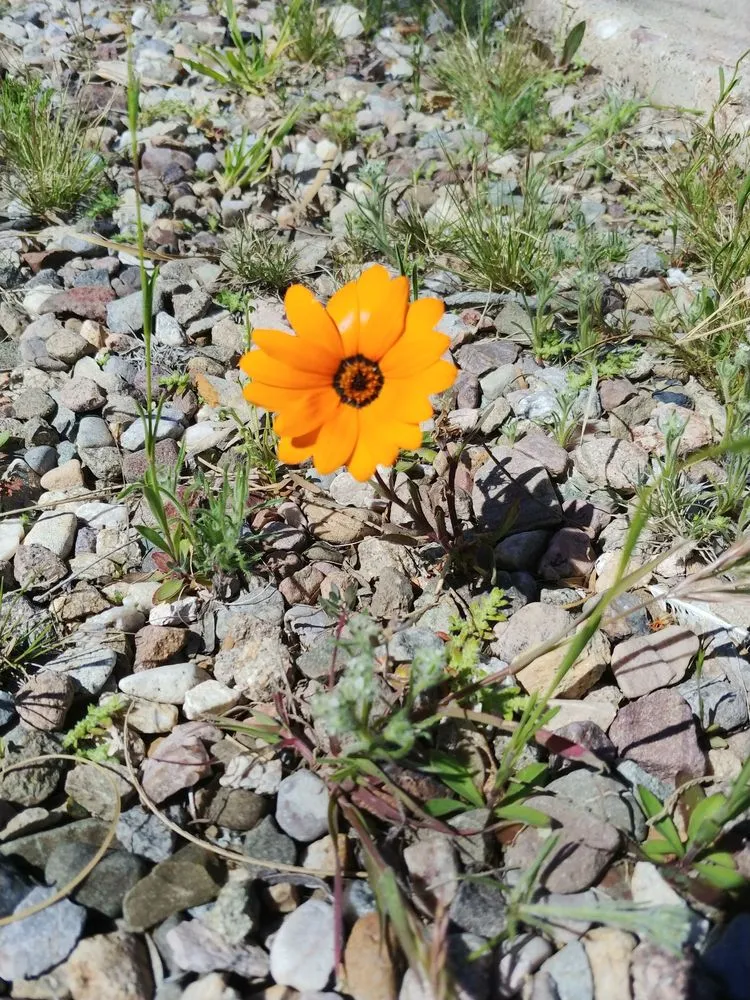 Local lawn care service for homes across Tucson, AZ - Microcosm Landscaping