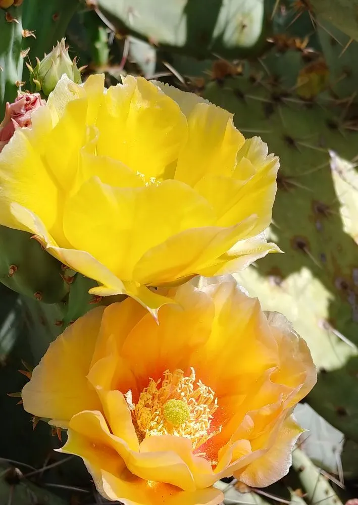 Top-rated landscaping services in Tucson, AZ - Microcosm Landscaping