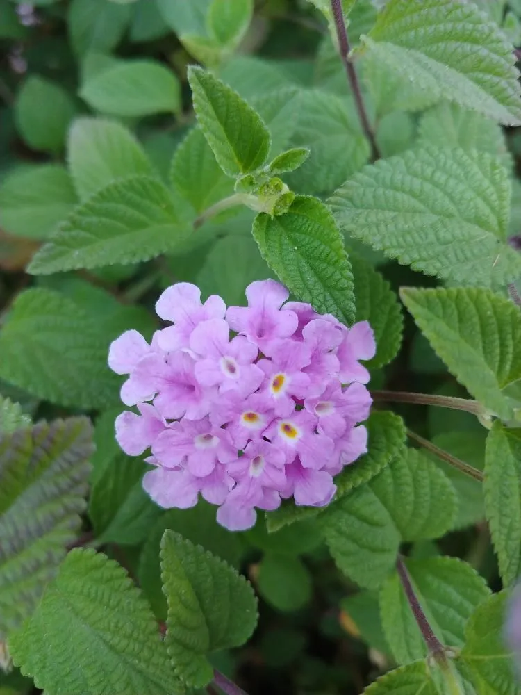 Expert landscaping services for year-round maintenance across Tucson, AZ - Microcosm Landscaping