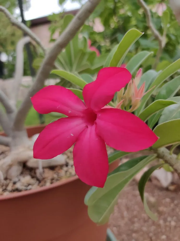 Custom residential landscaping with custom design in Tucson, AZ by Microcosm Landscaping