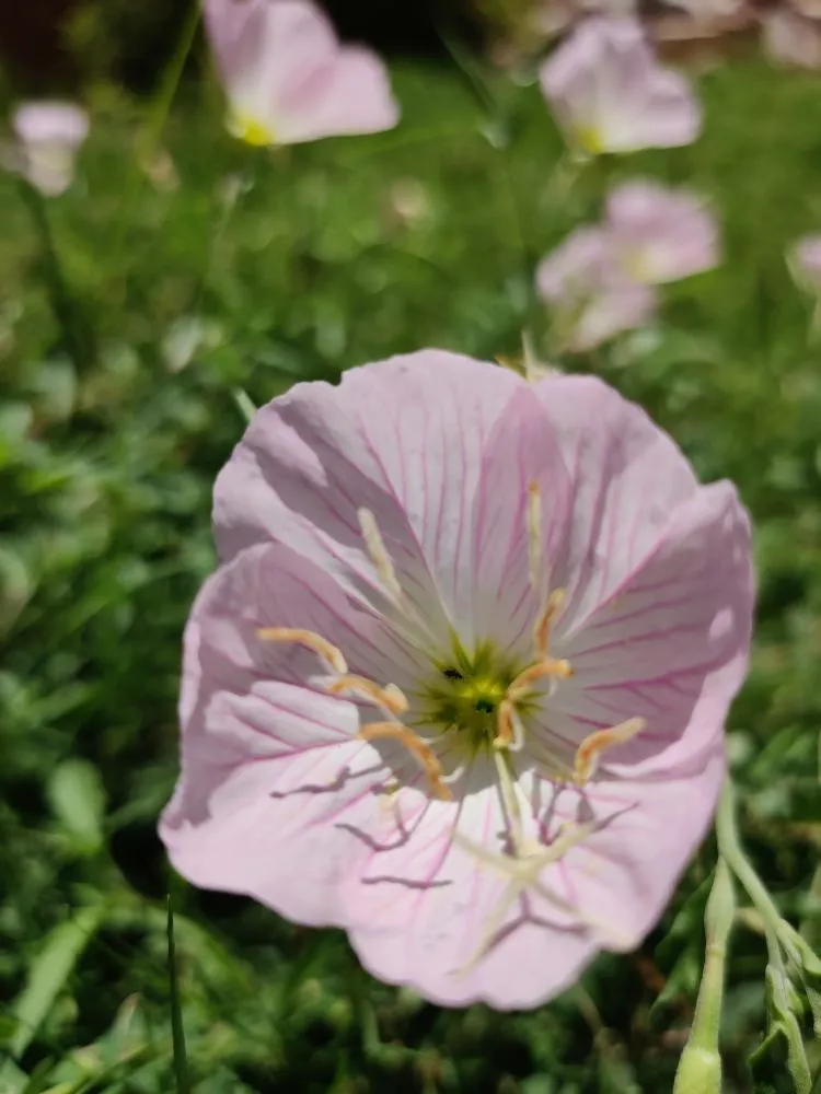 Local landscape installation in Tucson, AZ - Microcosm Landscaping
