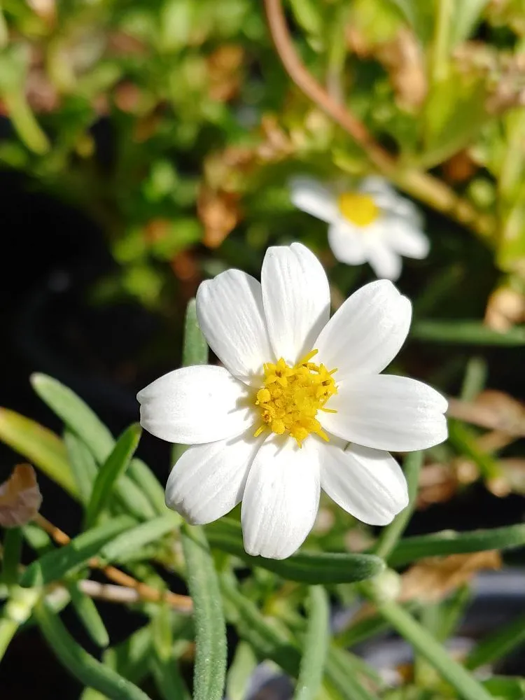 Reliable landscape design for homes in Tucson, AZ by Microcosm Landscaping