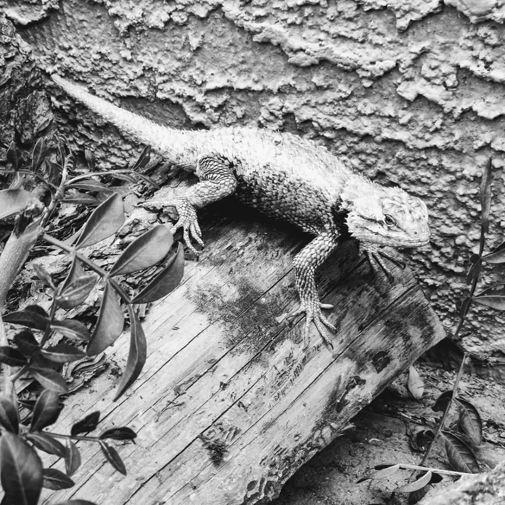 Top-rated landscaping services experts serving Tucson, AZ - Microcosm Landscaping