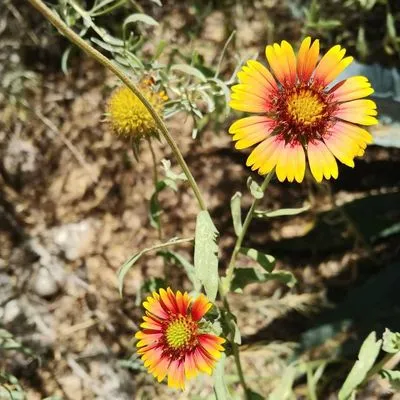 Microcosm Landscaping Logo