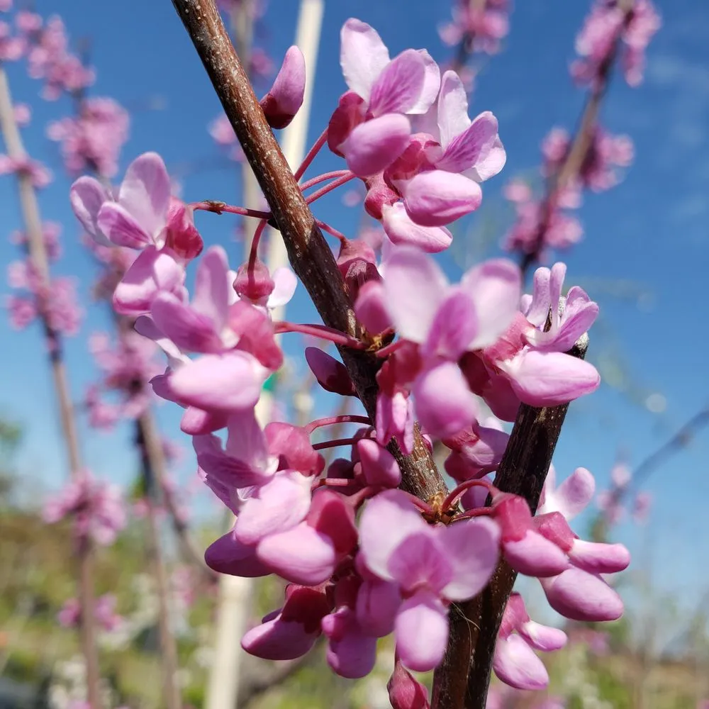 Custom landscape installation in Warrensburg, MO by Mid America Turf & Landscaping
