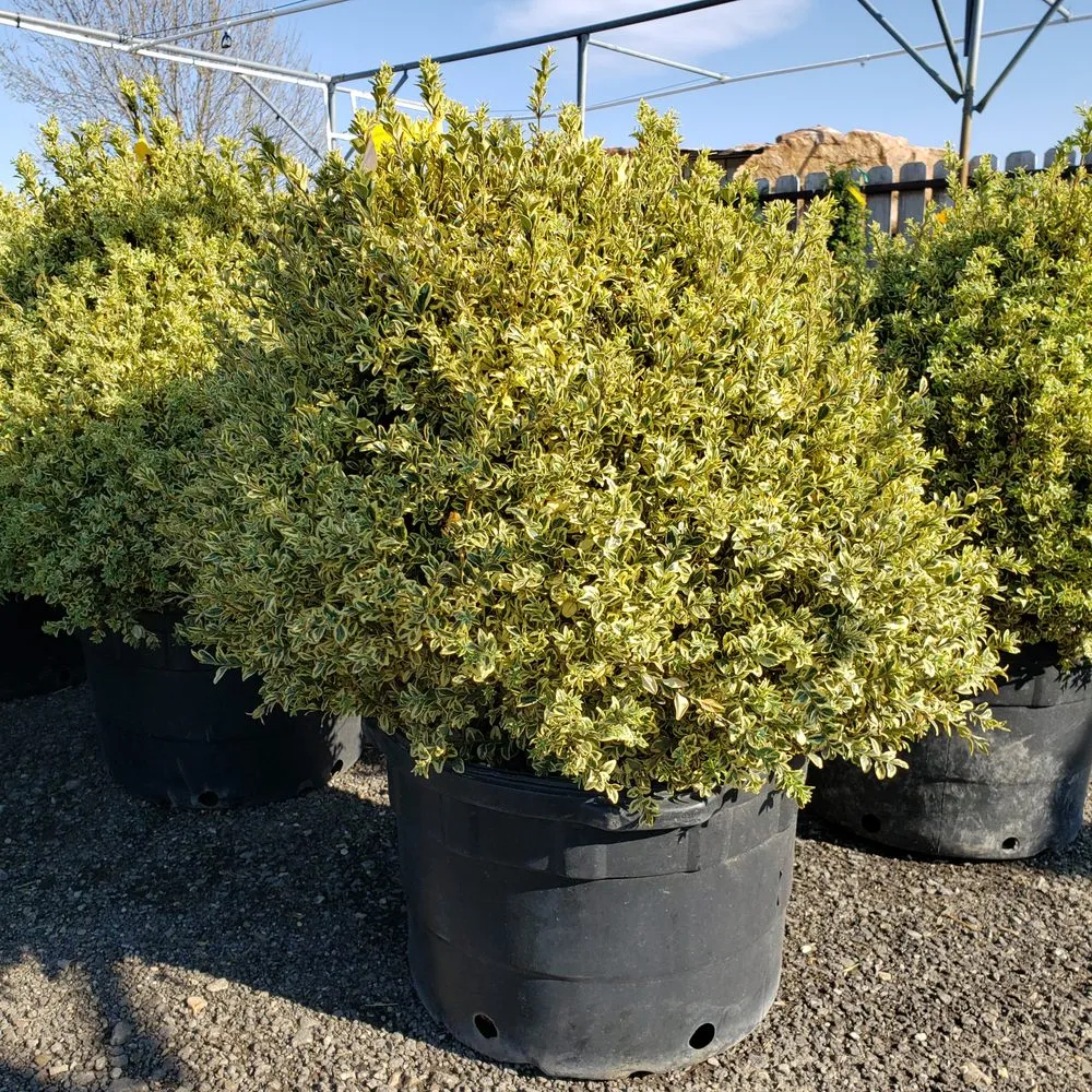 Trusted garden landscaping in Warrensburg, MO by Mid America Turf & Landscaping