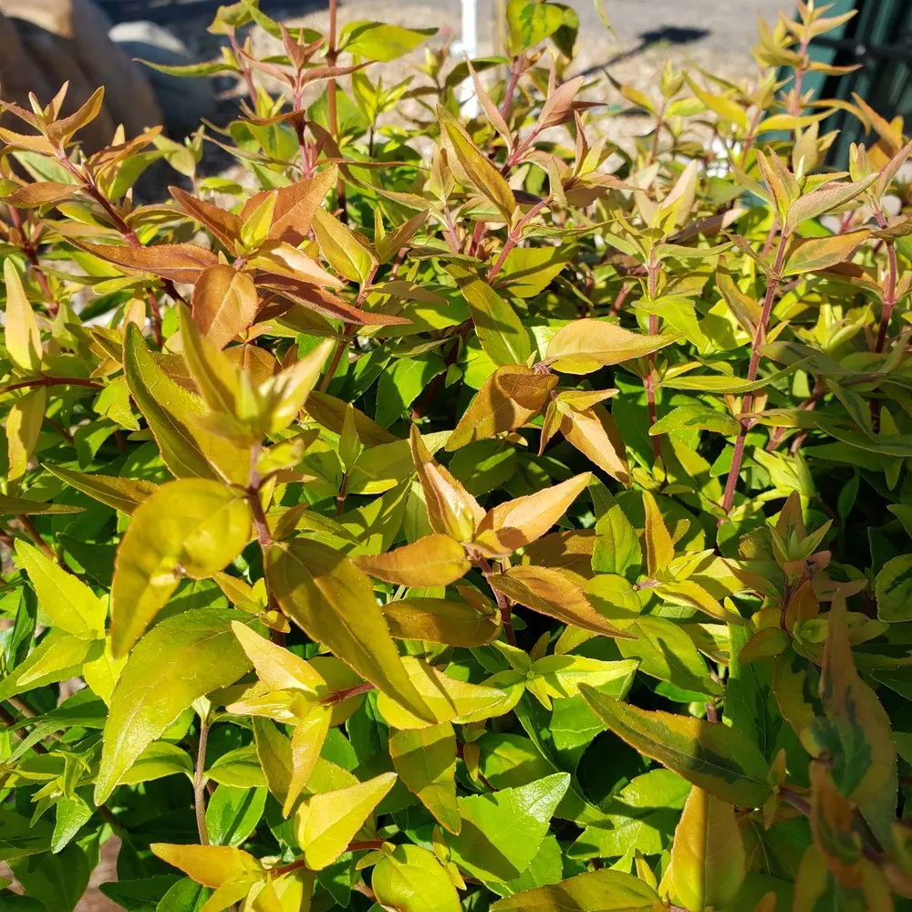 Expert landscaping services in Warrensburg, MO by Mid America Turf & Landscaping