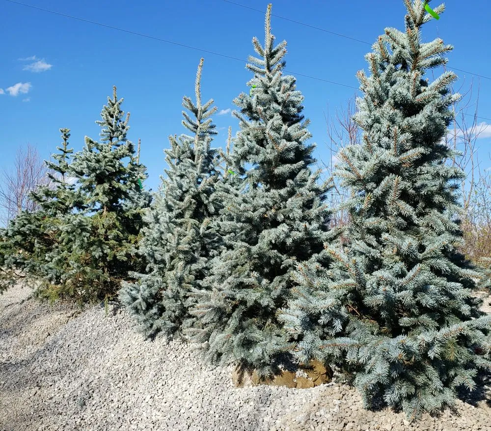 Trusted lawn care service in Warrensburg, MO - Mid America Turf & Landscaping